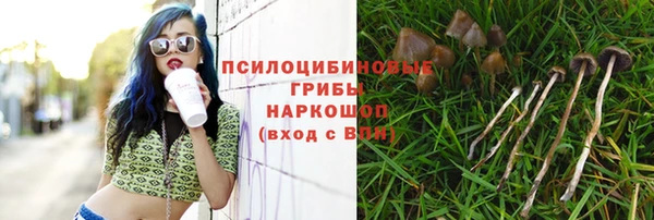 сатива Арсеньев